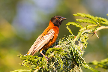 Image showing Southern Red Bishop busy building a nest