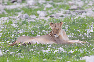 Image showing Lion walking on the rainy plains of Etosha