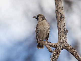 Image showing Cape Sparrow (Passer melanurus)