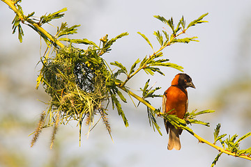 Image showing Southern Red Bishop busy building a nest