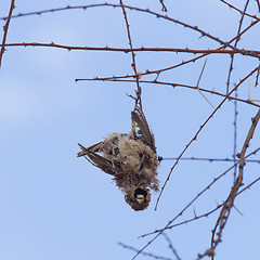 Image showing Deaceased Cape Sparrow (Passer melanurus)