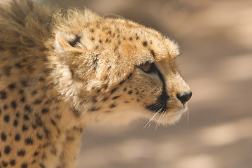 Image showing CLose-up of a wild cheetah