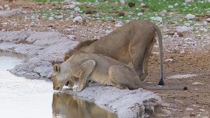 Image showing Lion walking on the rainy plains of Etosha