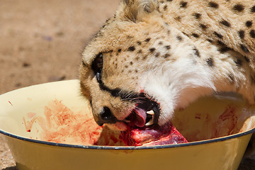 Image showing Cheetah in captivity