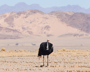 Image showing Male ostrich walking in the Namib desert