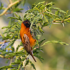 Image showing Southern Red Bishop busy building a nest