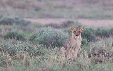 Image showing Lion walking on the rainy plains of Etosha