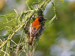 Image showing Southern Red Bishop busy building a nest