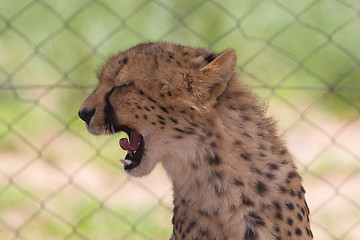 Image showing Cheetah in captivity