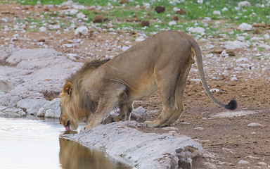 Image showing Lion walking on the rainy plains of Etosha