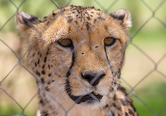 Image showing Cheetah in captivity