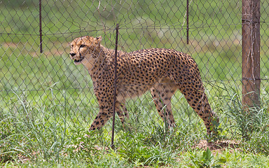 Image showing Cheetah in captivity