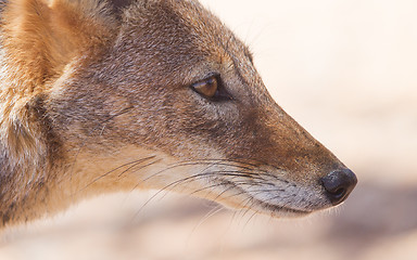 Image showing Black-backed jackal in african desert