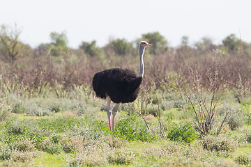 Image showing Female ostrich walking in Etosha national park