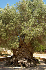 Image showing Ancient olive 1