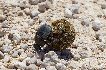 Image showing Dung beetle