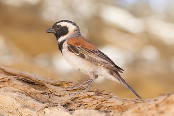 Image showing Cape Sparrow (Passer melanurus)