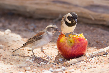 Image showing Two Cape Sparrows (Passer melanurus)