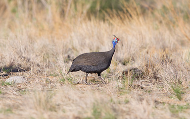 Image showing Guinea Fowl, Helmeted - Wild Game Birds from Africa