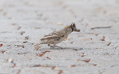 Image showing Cape Sparrow (Passer melanurus)