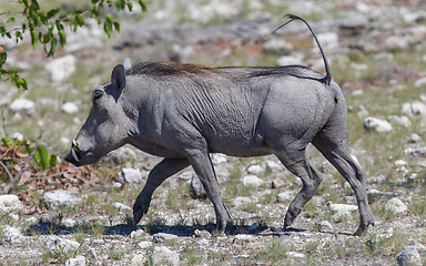 Image showing Warthog walking in Etosha National Park