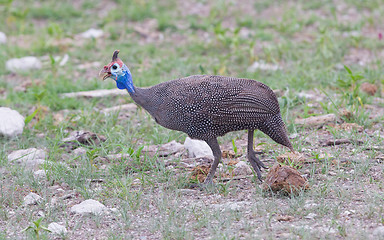 Image showing Guinea Fowl, Helmeted - Wild Game Birds from Africa