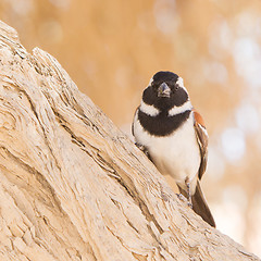 Image showing Cape Sparrow (Passer melanurus)