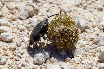 Image showing Dung beetle