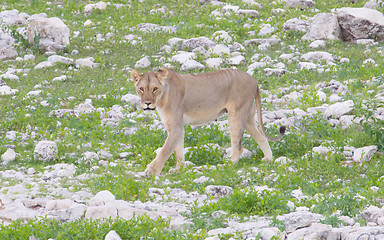 Image showing Lion walking on the rainy plains of Etosha