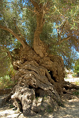 Image showing Ancient olive 2