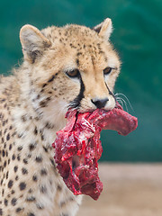 Image showing Cheetah in captivity