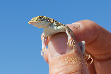 Image showing Shovel Snouted Lizard (Aporosaura anchietae) in a hand