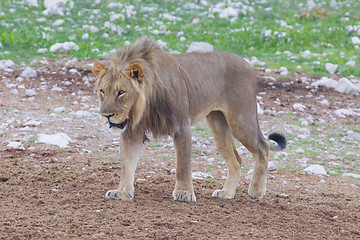 Image showing Lion walking on the rainy plains of Etosha