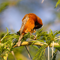 Image showing Southern Red Bishop busy building a nest