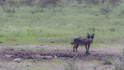 Image showing Warthog walking in Etosha National Park