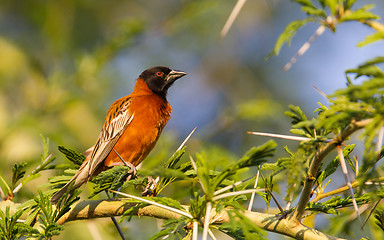 Image showing Southern Red Bishop busy building a nest