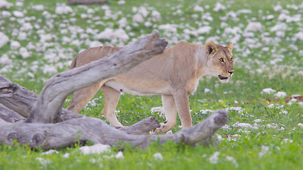 Image showing Lion walking on the rainy plains of Etosha