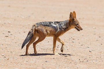 Image showing Black-backed jackal in african desert