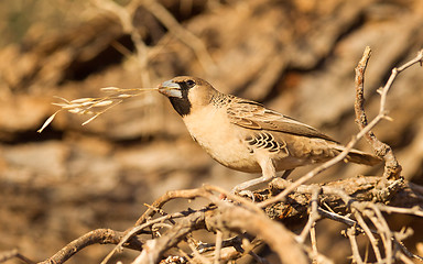 Image showing Cape Sparrow (Passer melanurus)