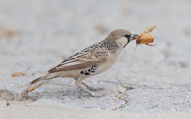 Image showing Cape Sparrow (Passer melanurus)