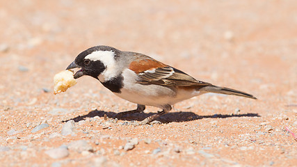 Image showing Cape Sparrow (Passer melanurus)