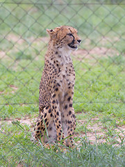 Image showing Cheetah in captivity