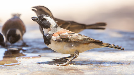 Image showing Cape Sparrow (Passer melanurus)