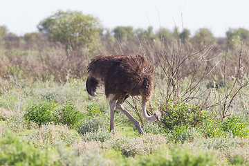 Image showing Female ostrich walking in Etosha national park