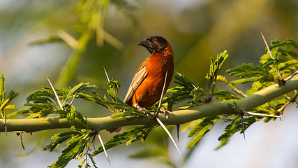 Image showing Southern Red Bishop busy building a nest