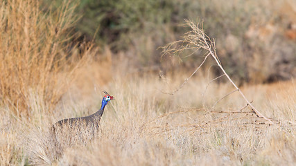 Image showing Guinea Fowl, Helmeted - Wild Game Birds from Africa