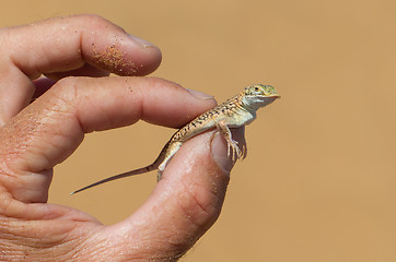 Image showing Shovel Snouted Lizard (Aporosaura anchietae) in a hand