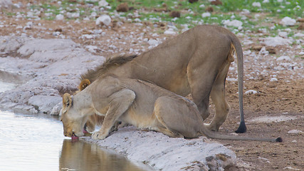 Image showing Lion walking on the rainy plains of Etosha