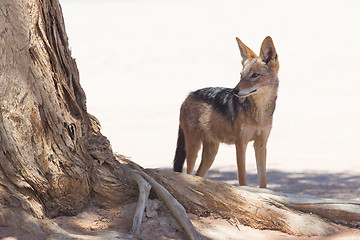 Image showing Black-backed jackal in african desert