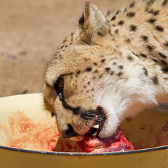 Image showing Cheetah in captivity